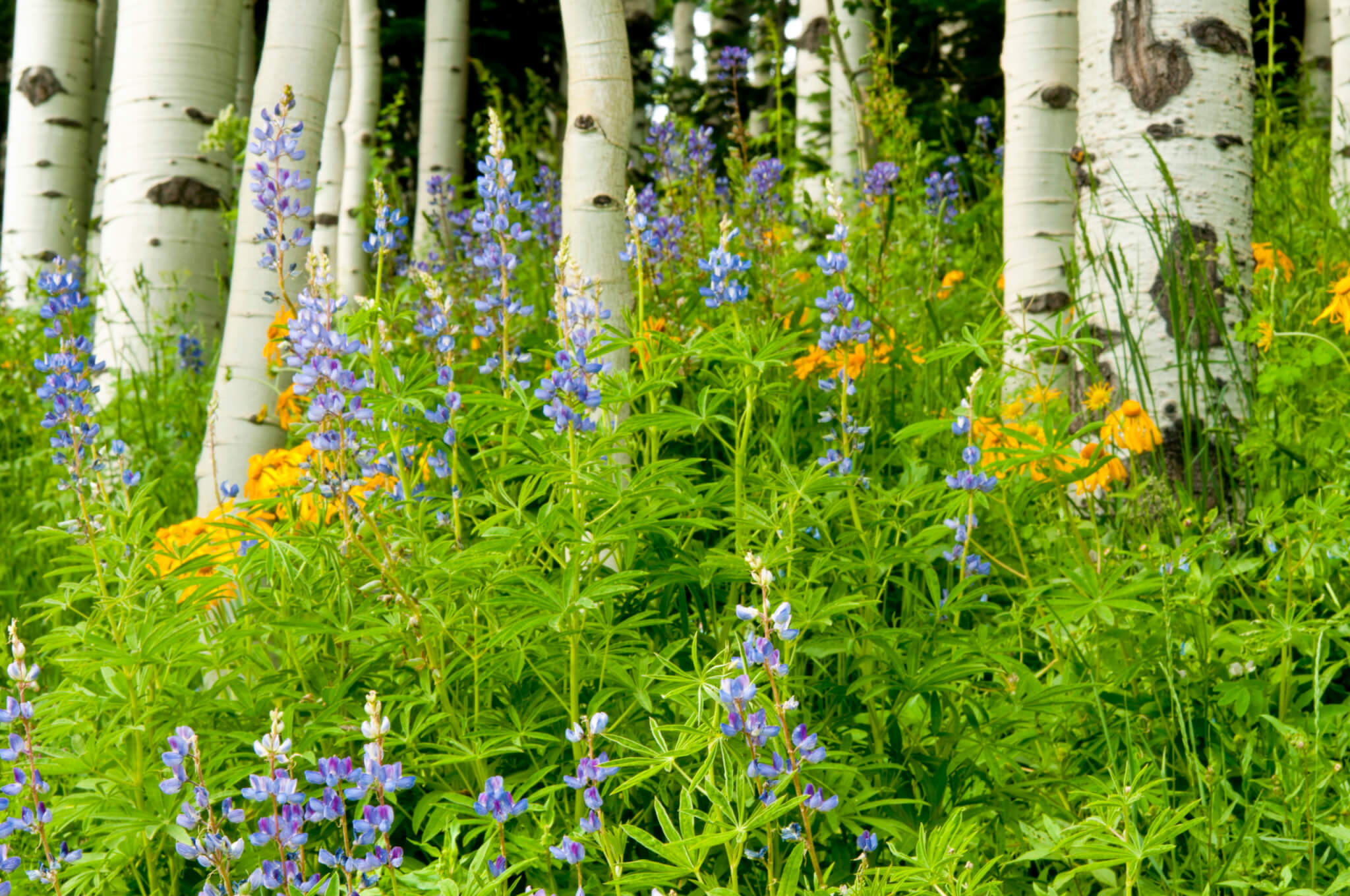 Bienvenidos al Aspen Birth Center