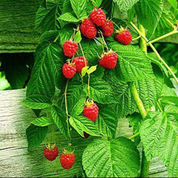 If You Are Pregnant: Herbs Are Drugs