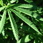weed