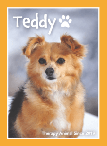 pet portrait of dog - teddy