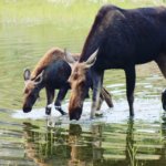 moose drinking water outside