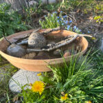 how to build a pollinator drinking statioin