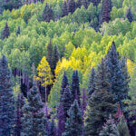 can you feel it featured image - Fir and aspen trees early morning near Ouraay Colorado
