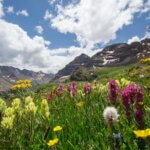 Sunny day field of flowers with mountains