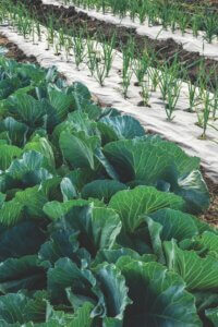rows of fresh leafy vegetables growing guide to eating local